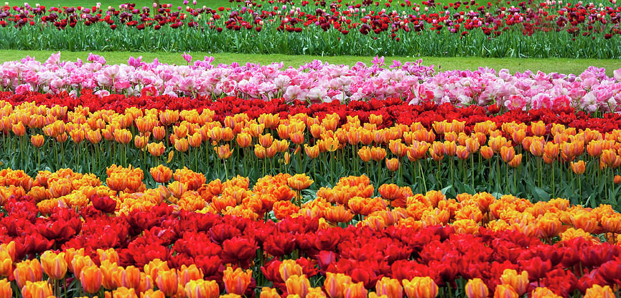 Colorful Tulips Rows in Keukenhof Photograph by Jenny Rainbow