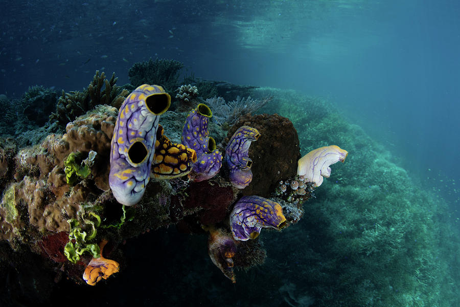 Colorful Tunicates Grow On A Coral Reef Photograph by Ethan Daniels