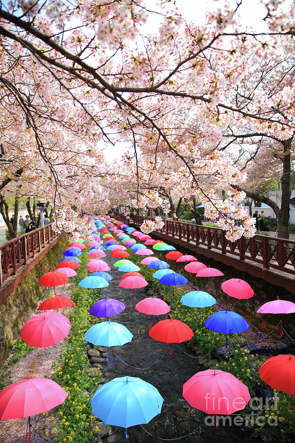 Colorful Umbrellas On A Bridge In Photograph by Ken Lam