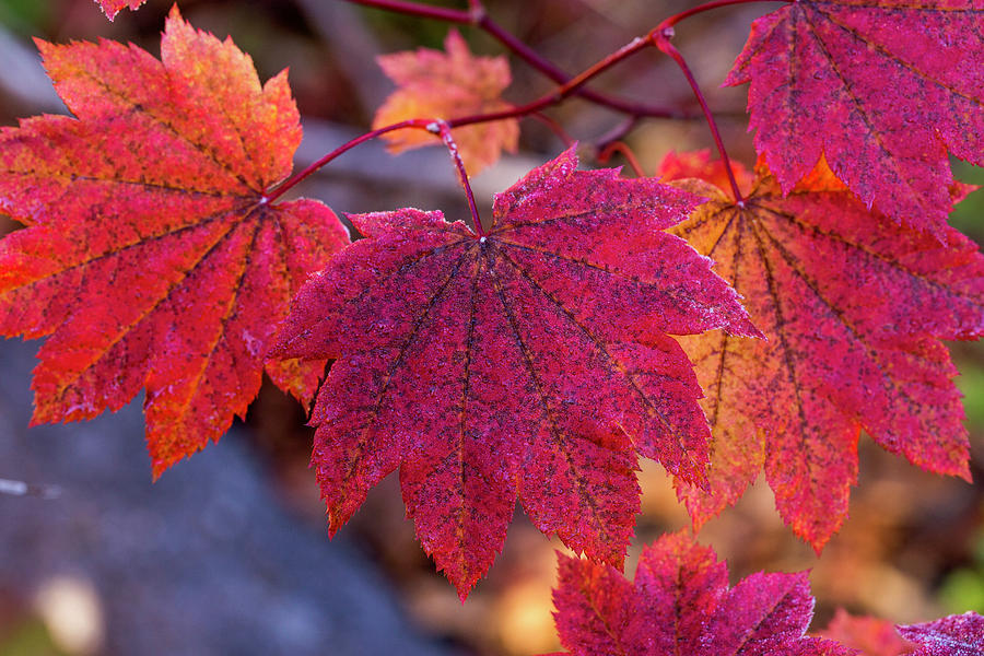 Colorful vine maple Photograph by Lynn Hopwood