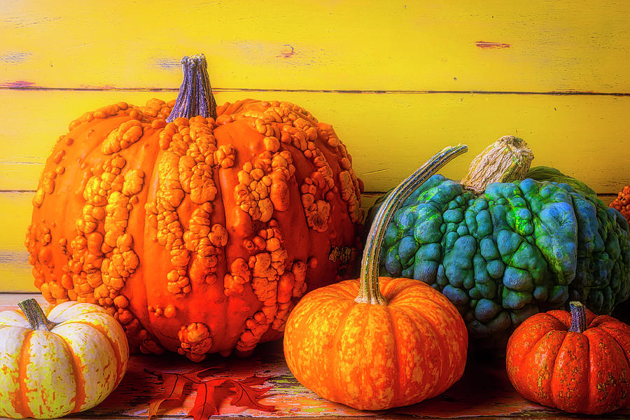 Colorful Warty Pumpkin Still Life Photograph by Garry Gay