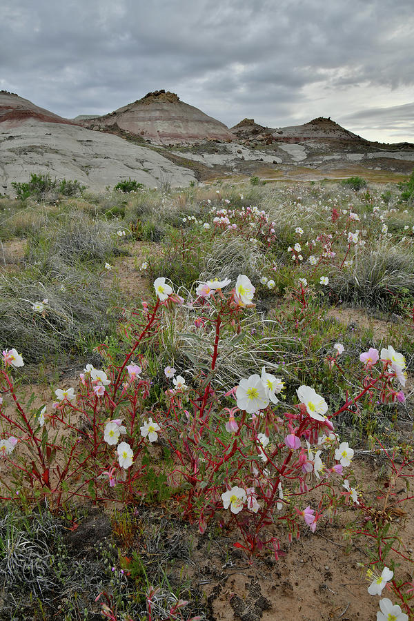 Colorful Wildflowers at Ruby Mountain Photograph by Ray Mathis