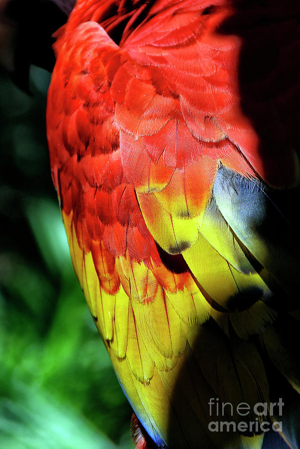 Colorful wing feathers of a tropical parrot. Photograph by Joaquin Corbalan