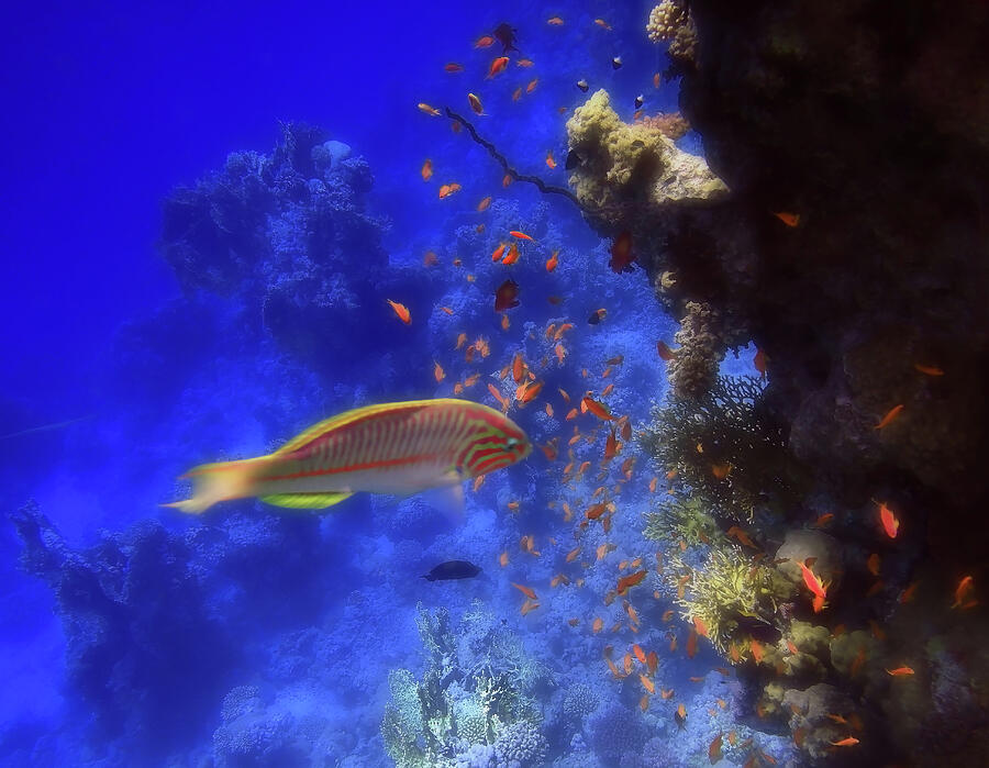 Colorful Wonders of the Red Sea Photograph by Johanna Hurmerinta