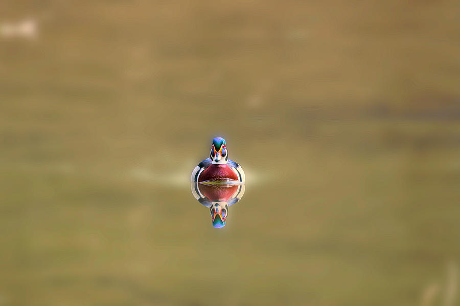 Colorful wood duck in calm water Photograph by Dan Friend
