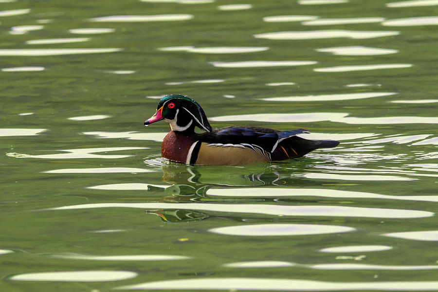 Colorful wood duck swimming Photograph by Dan Friend