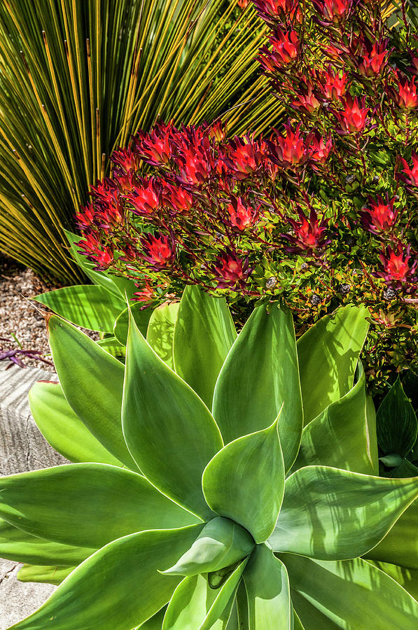 Colorful Xeriscape Photograph by Ginger Stein