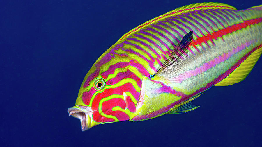 Colorful Yawning Wrasse, Red Sea, Egypt Photograph by Bruce Shafer