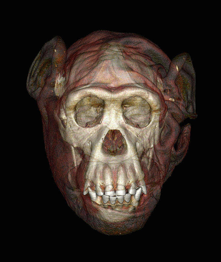Animal Digital Art - Colorized Ct Scan Of A Chimpanzee Skull by Callista Images