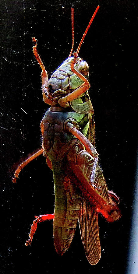 Colorized Grasshopper Photograph by Linda Stern
