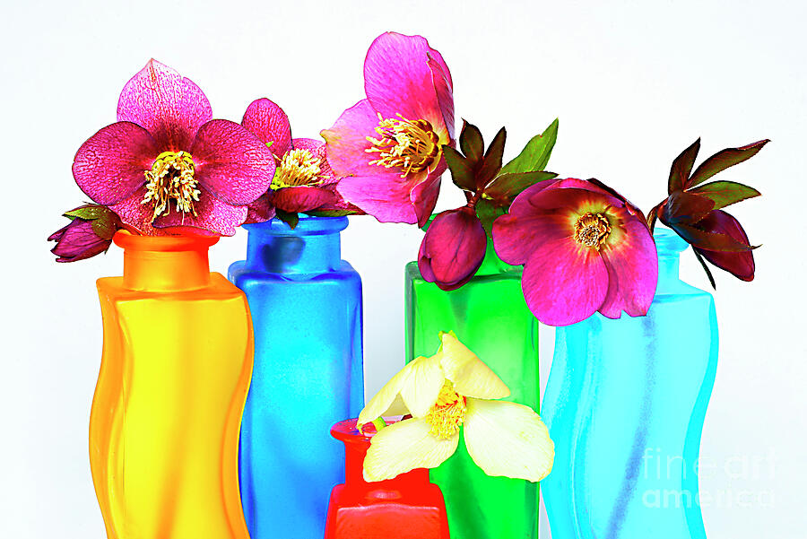 Colors And Flowers. Photograph