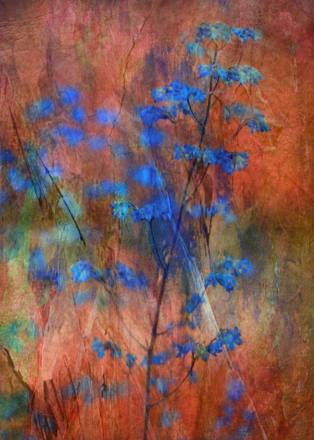 Flower Photograph - Colors Dance On Flowers by Delphine Devos