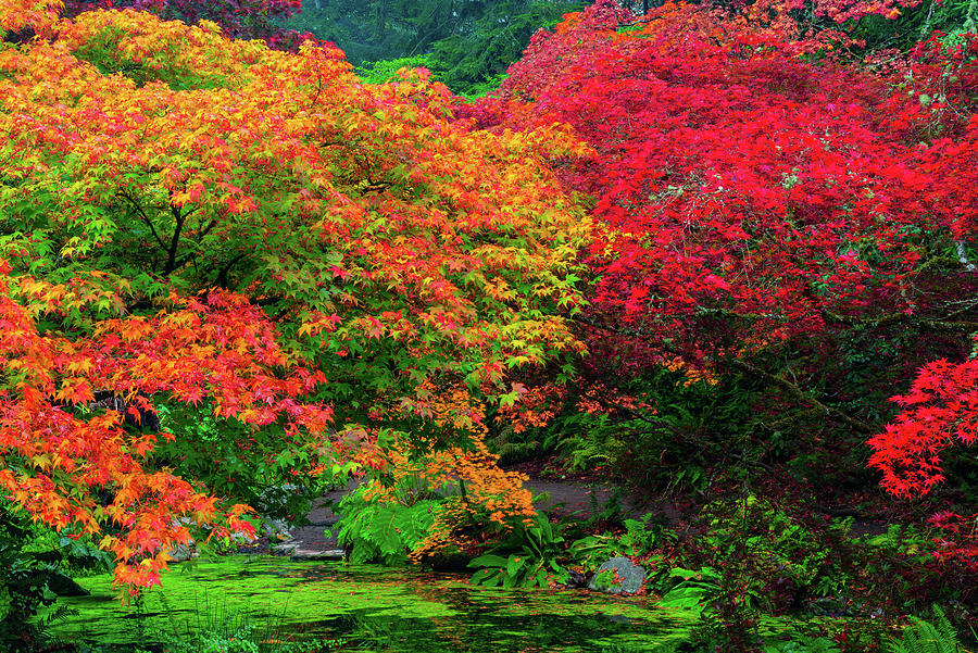Colors Garden in Washington Park Arboretum Digital Art by Michael Lee