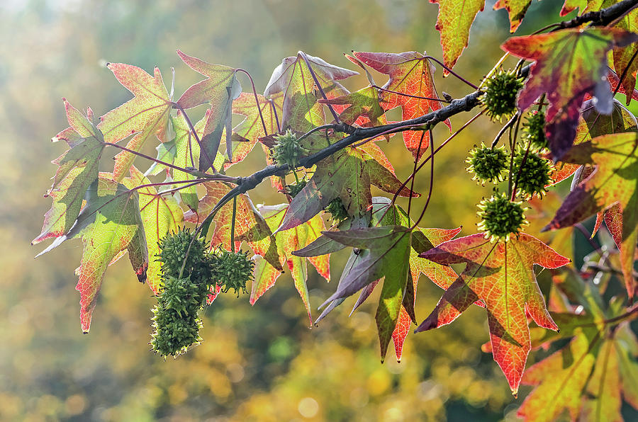 Colors of a sweet gum tree Photograph by Frans Blok