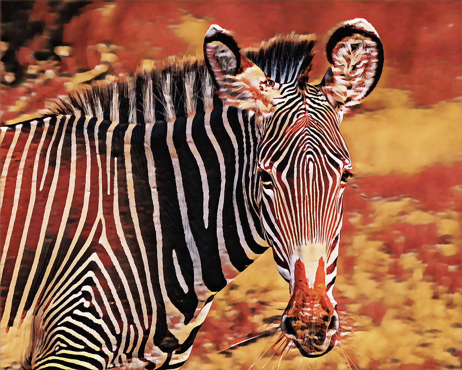Colors of Africa by Susan Maxwell Schmidt Colors of Africa by Susan Maxwell Schmidt