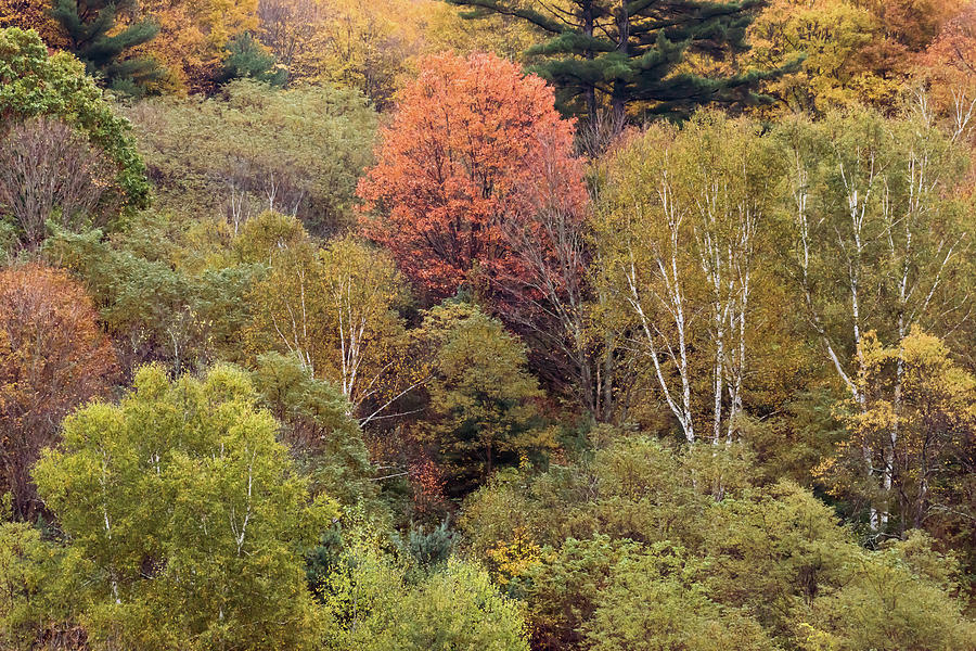 Colors Of Autumn 3 Photograph