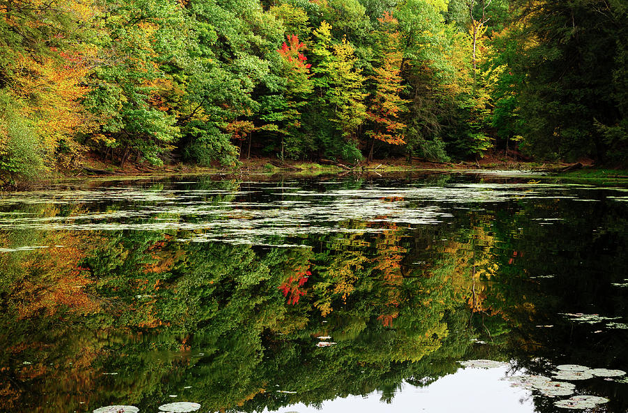 Tree Photograph - Colors Of Autumn Reflected In Water by Anthony Paladino