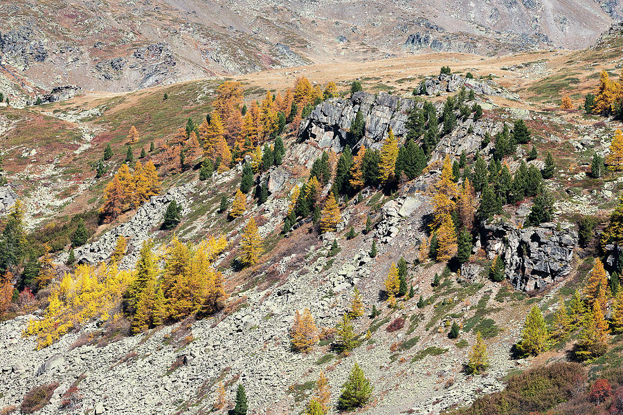 Colors of fall - 12 - French Alps Photograph by Paul MAURICE