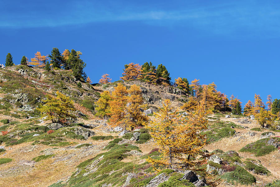 Colors of fall - 9 - French Alps Photograph by Paul MAURICE