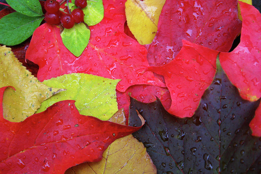 Colors of Fall Photograph by Dawn Richards