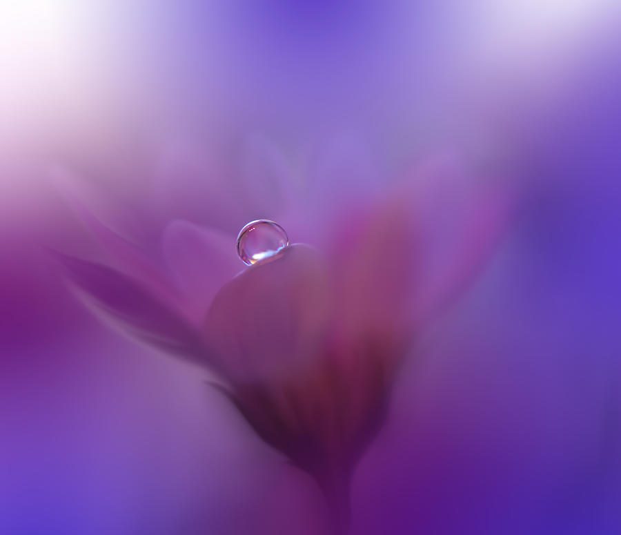 Colors Of Love...iii Photograph by Juliana Nan | Fine Art America