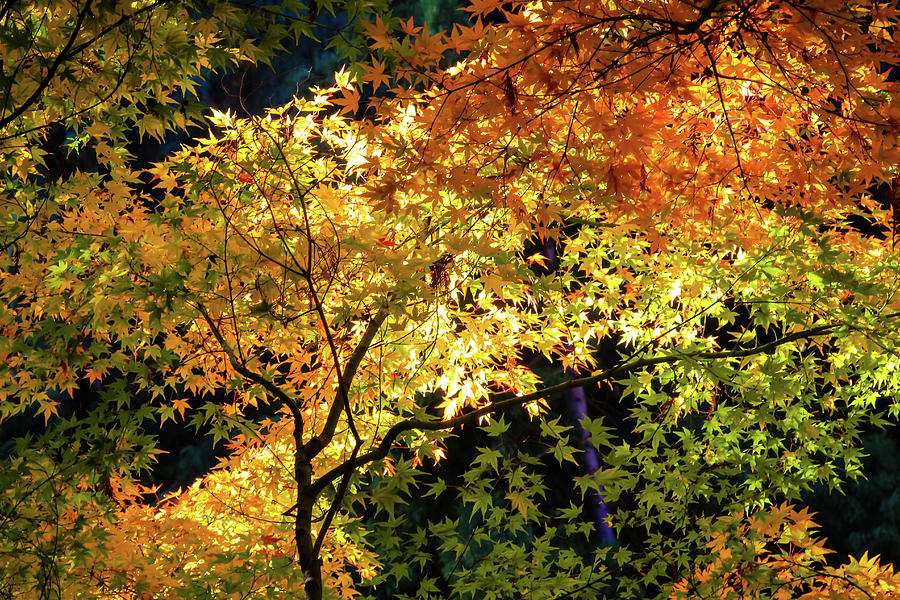 Colors of Maple Tree in Autumn Photograph by Aashish Vaidya