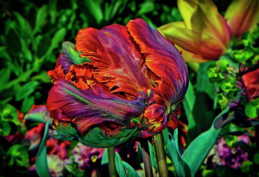 Colors Of Nature - Parrot King Tulip 012 Photograph by George Bostian