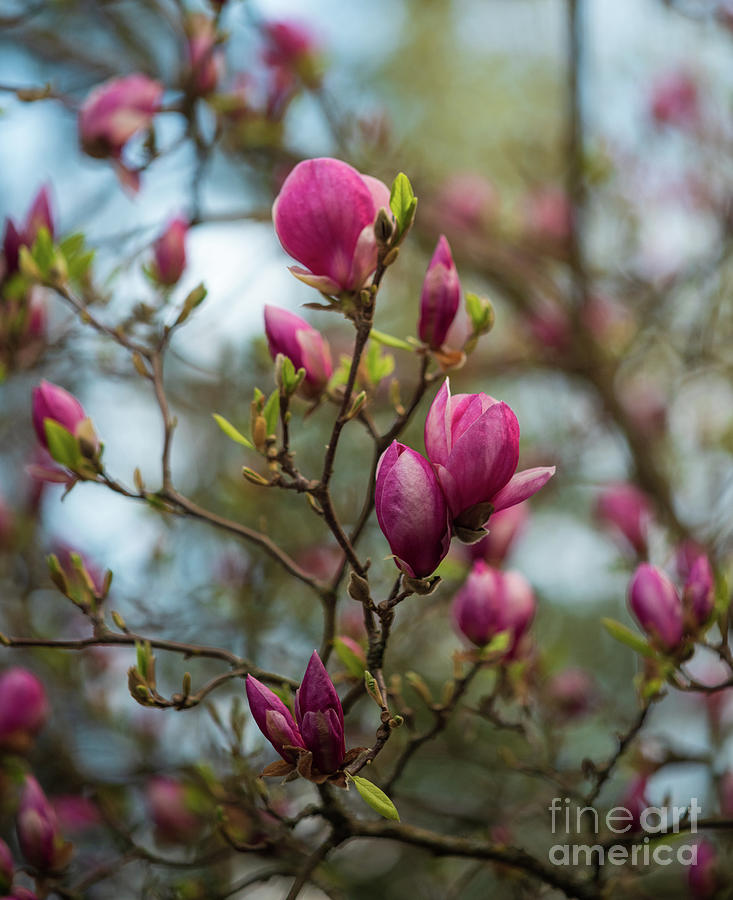 Colors Of Spring Magnolias Photograph