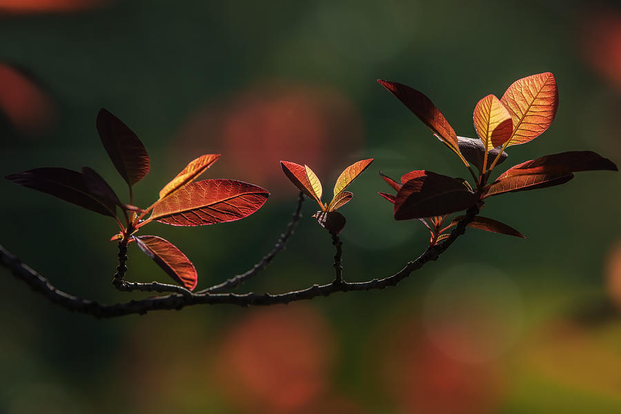 Colors Of Spring Photograph by Wei Liu