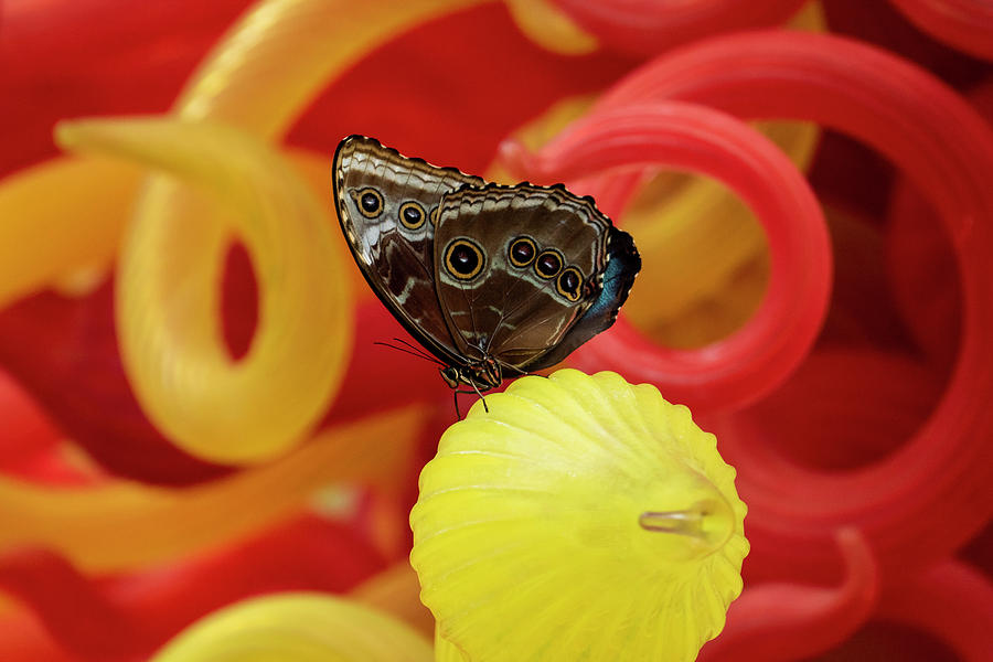 Colors of the Butterfly Photograph by Arthur Oleary