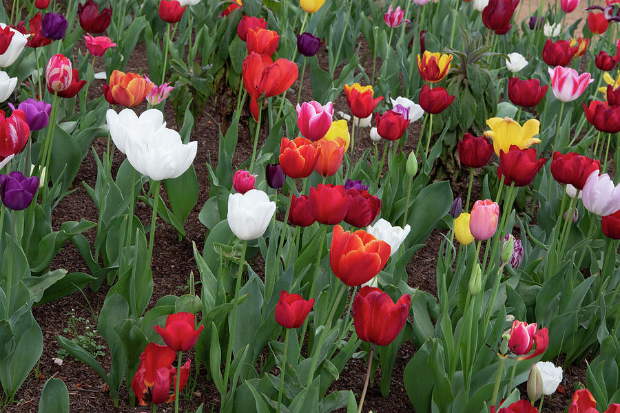 Colors of tulip Photograph by Masami IIDA