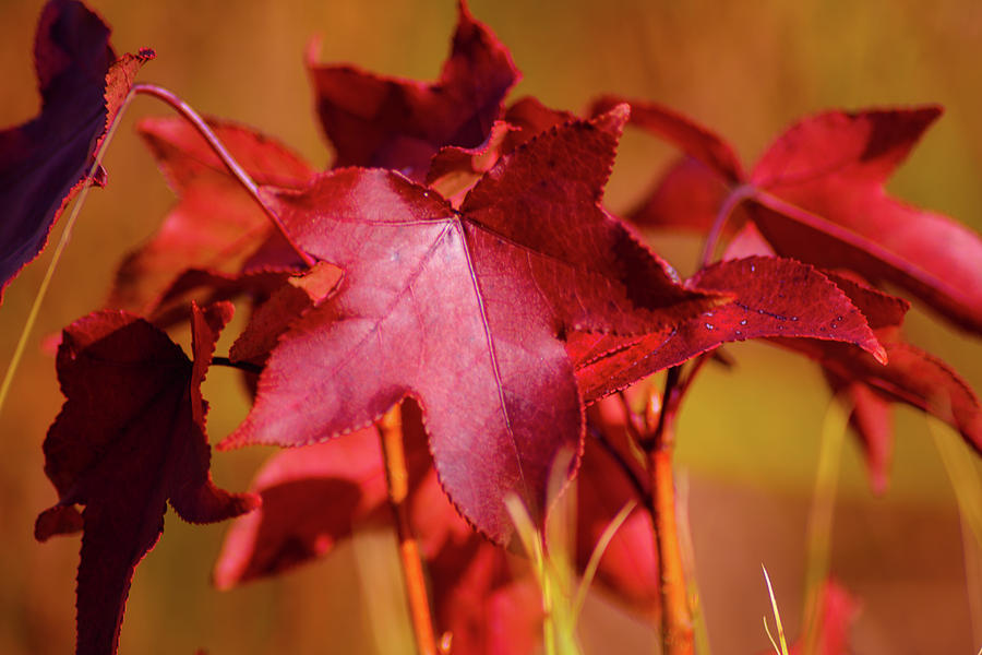 Macro Photograph - Colors of Winter in Florida 1 by Shannon Harrington