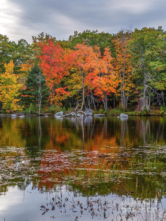 Colors on the Pond Photograph by Karin Pinkham