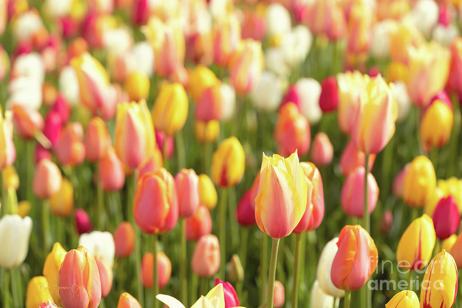 Colors that make You Smile by Beve Brown-Clark Photography Colors that make You Smile by Beve Brown-Clark Photography
