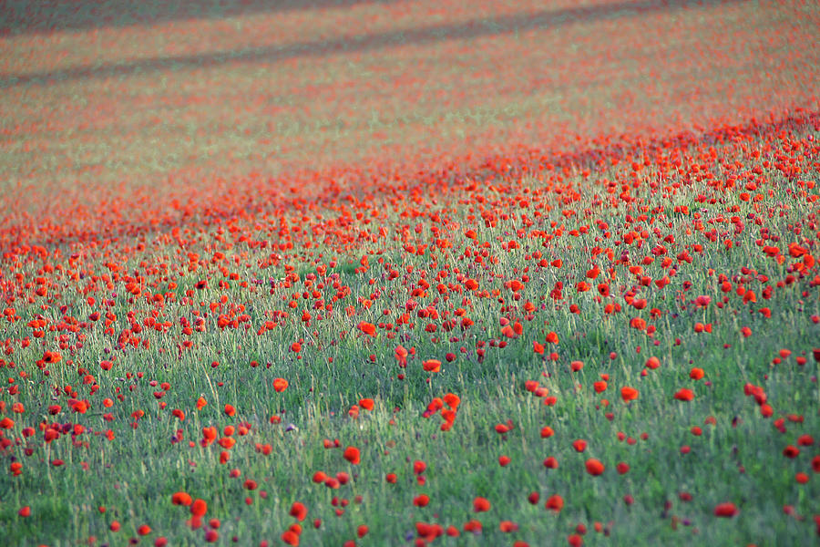 Poppy Photograph - Colour by Mike Matthews Photography