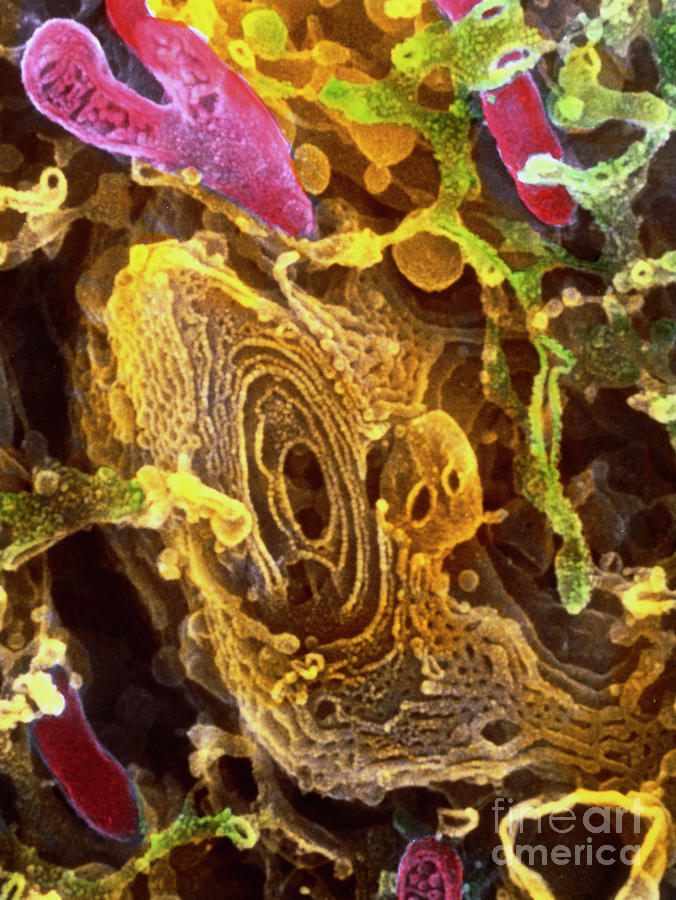 Colour Sem Of Golgi Complex In Olfactory Bulb Cell Photograph by ...