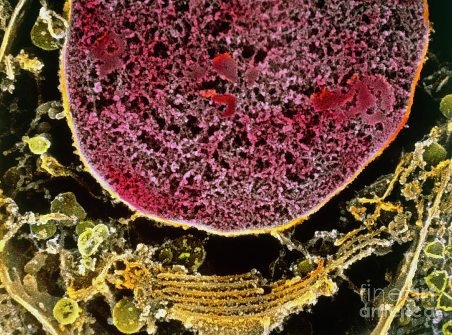 Colour Sem Of Nucleus And Endoplasmic Reticulum Photograph by Professors P. Motta & T. Naguro/science Photo Library
