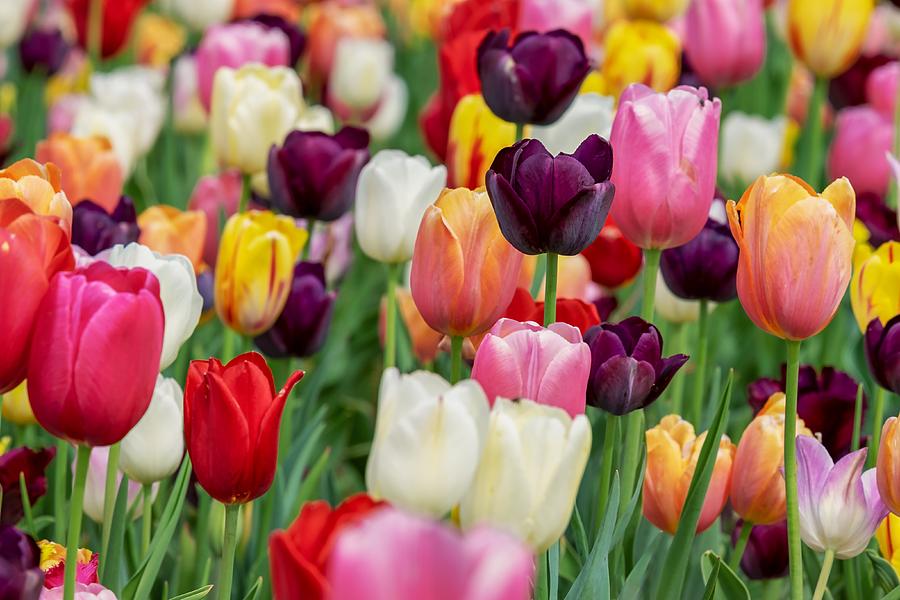Colour tulips Photograph by Top Wallpapers