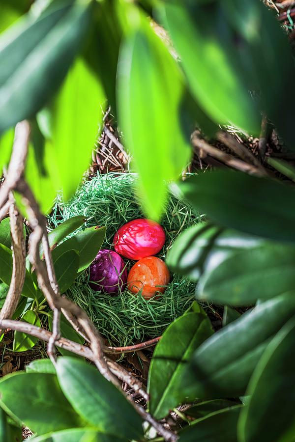 Coloured Eggs, For Easter, In A Hidden Nest In The Garden Photograph by Foto4food