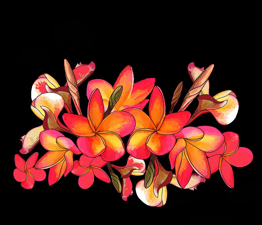 Coloured Frangipani Black Bkgd Drawing by Joan Stratton