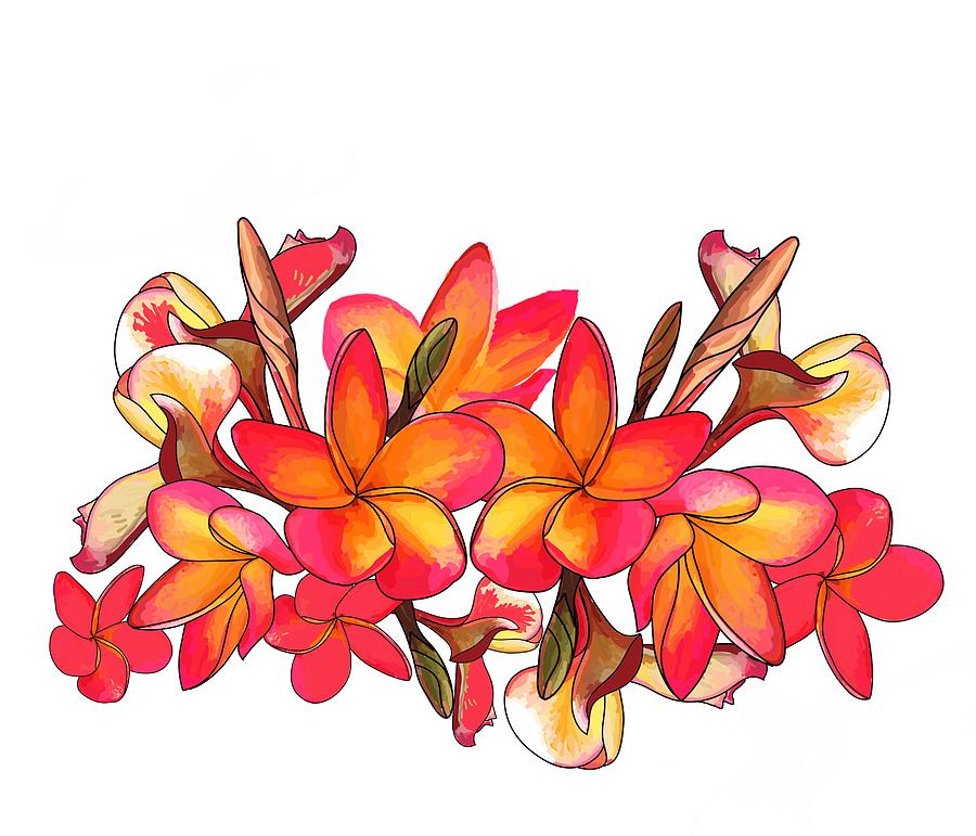 Coloured Frangipani White bkgd1 Drawing by Joan Stratton Pixels