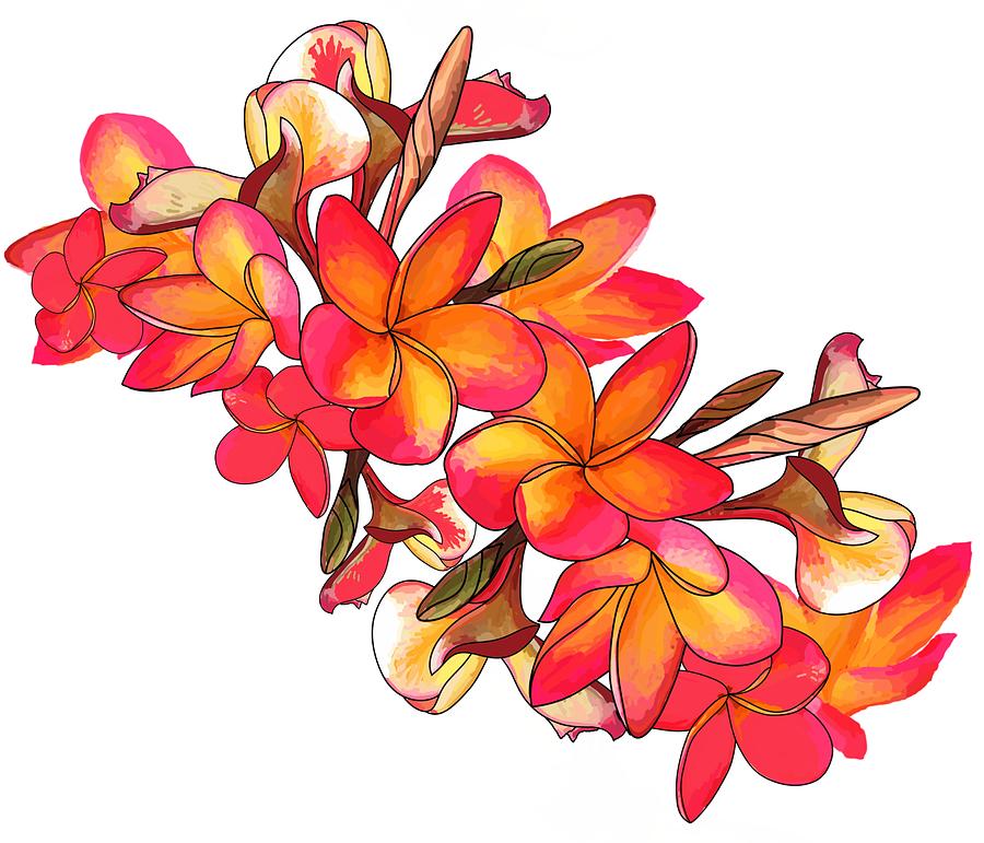 Coloured Frangipani white bkgd2 Drawing by Joan Stratton | Pixels