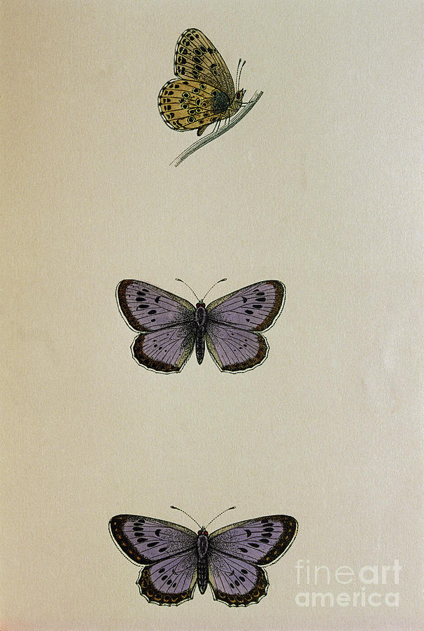 Coloured Historical Art Of Large Blue Butterflies Photograph by Science Photo Library Coloured Historical Art Of Large Blue Butterflies Photograph by Science Photo Library