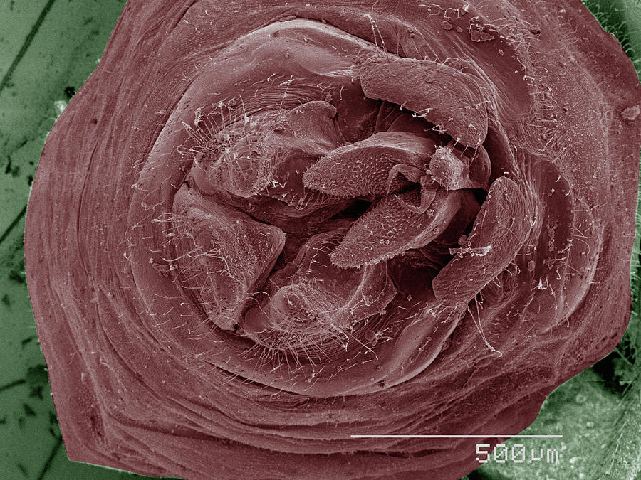 Nature Digital Art - Coloured Sem Of Bark Lice Genitalia by Gregory S. Paulson
