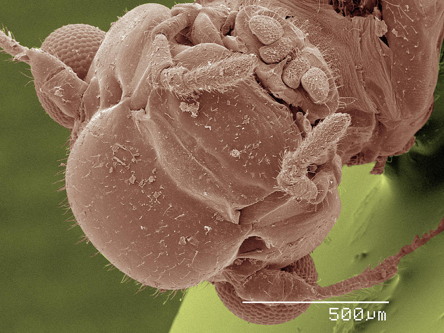 Insects Digital Art - Coloured Sem Of Head Of Bark Louse by Gregory S. Paulson