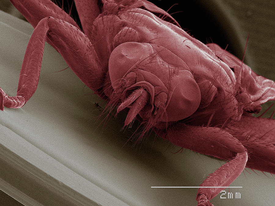 Nature Digital Art - Coloured Sem Of Louse Fly (hippoboscidae), Front View by Gregory S. Paulson