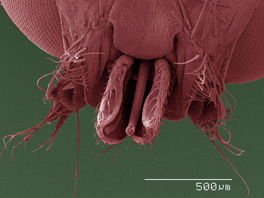 Nature Digital Art - Coloured Sem Of Louse Fly (hippoboscidae) Mouthparts by Gregory S. Paulson