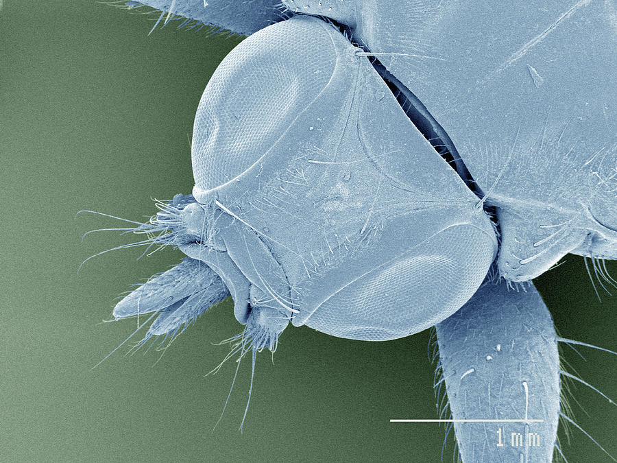 Nature Digital Art - Coloured Sem Of Louse Fly (hippoboscidae), Overhead View by Gregory S. Paulson