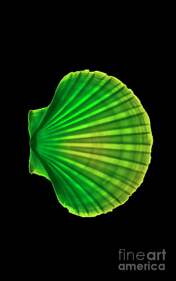 Scallop Shell #1 by Science Photo Library