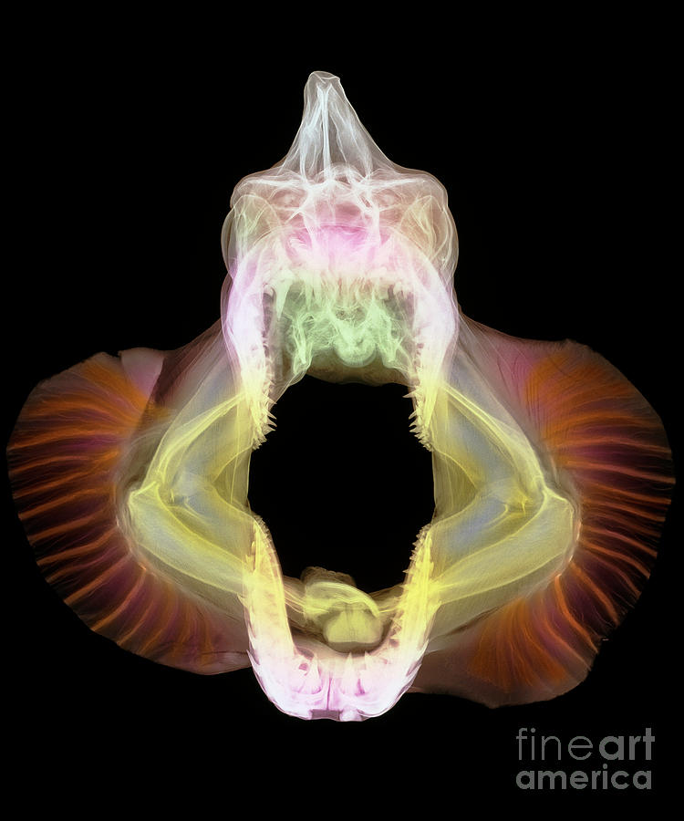 Coloured X-ray Of Skull Of A Mako Shark Photograph by D. Roberts/science Photo Library